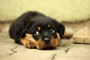 rottweiler cachorro